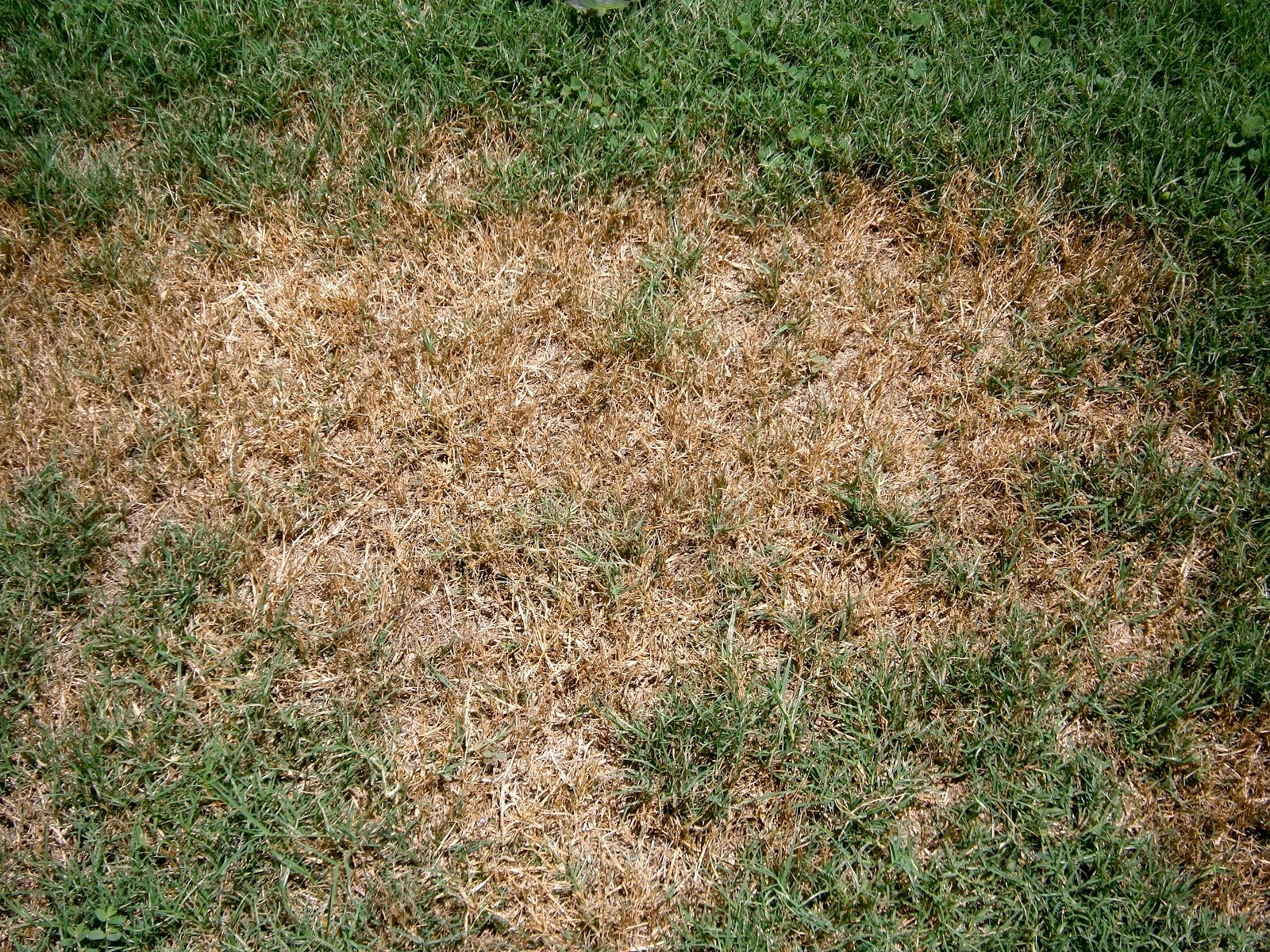 brown-patches-of-grass-can-be-a-sign-of-army-worms